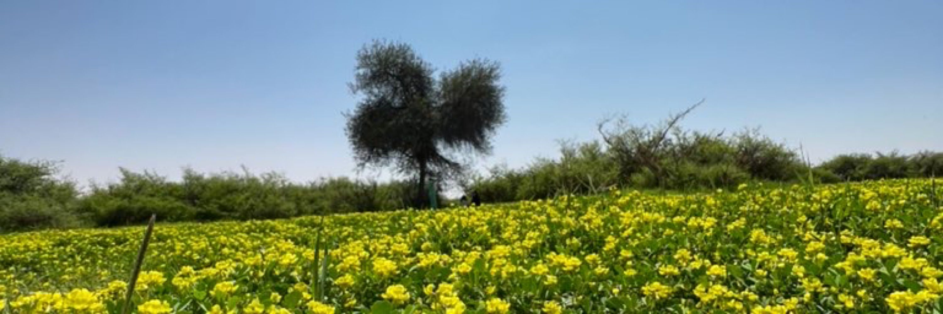 abdulaziz