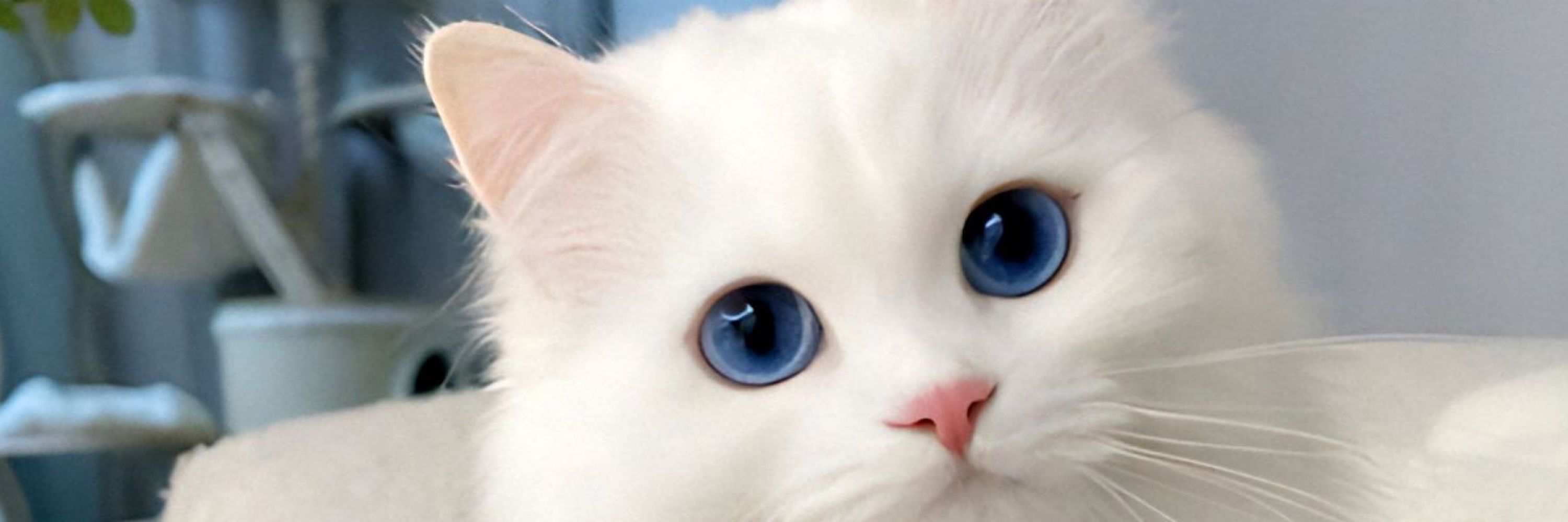 KittyHaven
