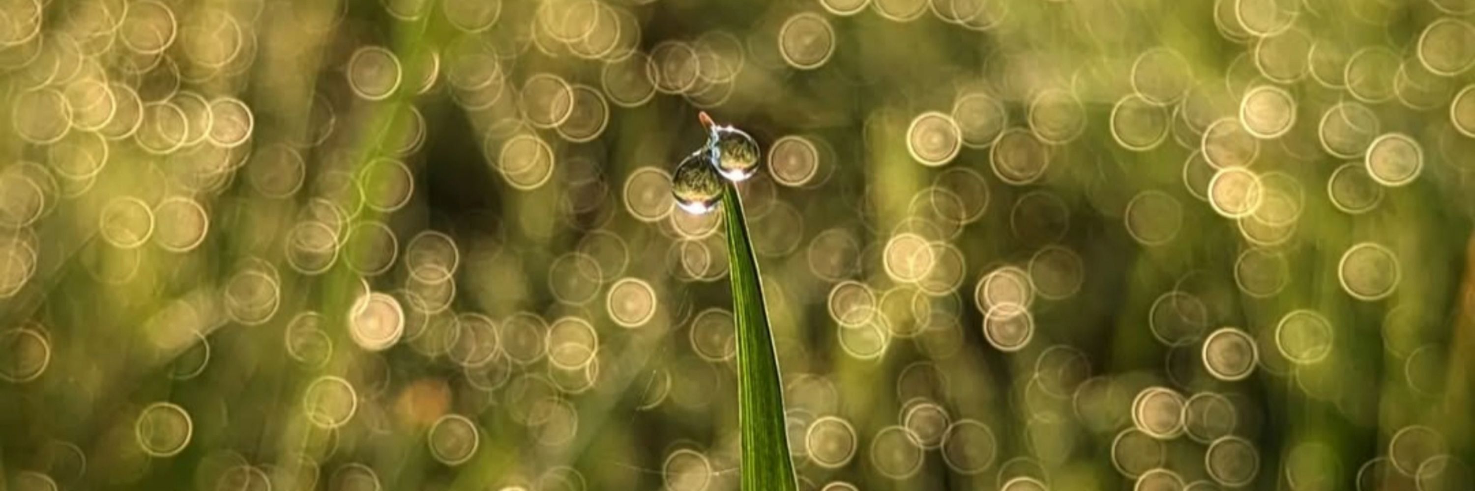 Interbeing