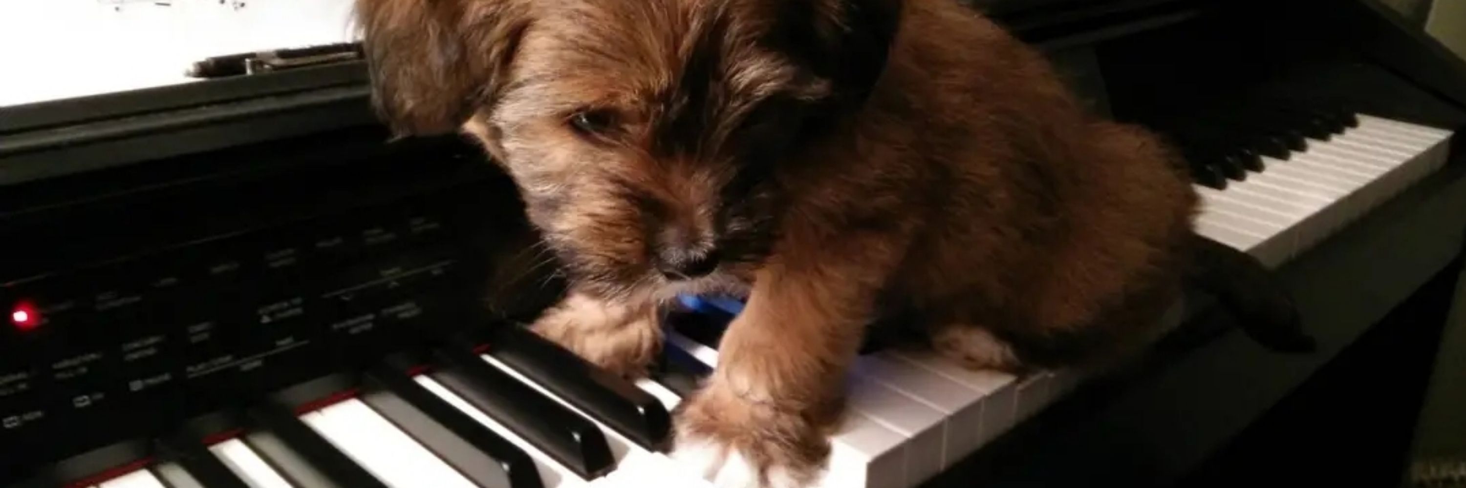 melody