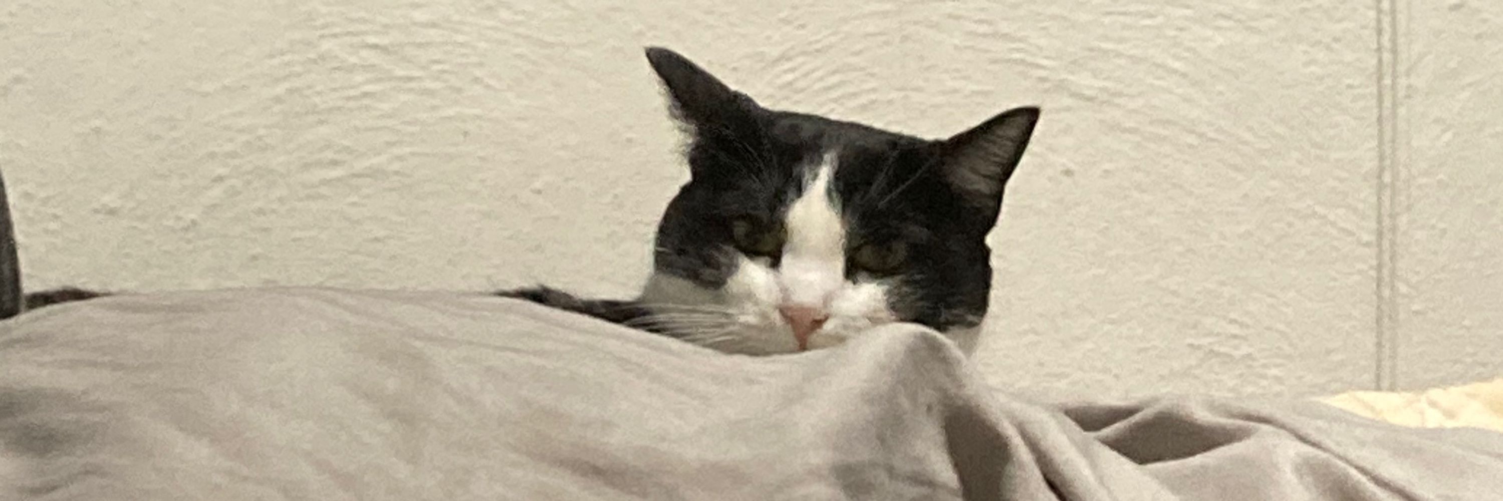Pillbughug