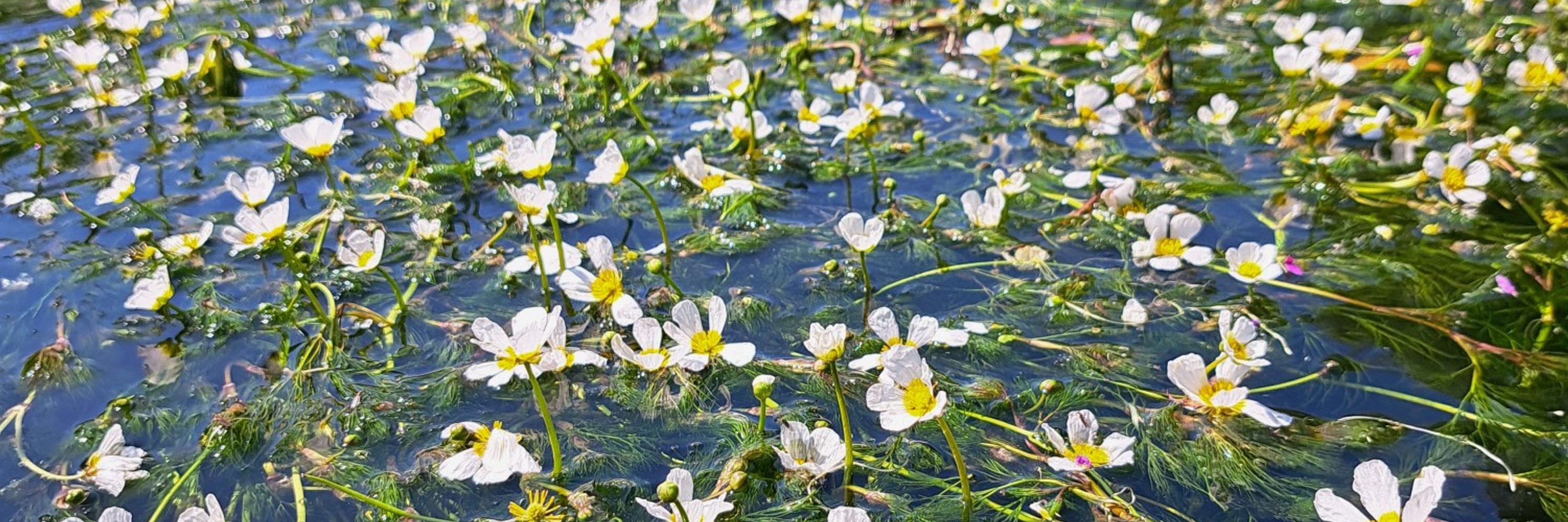 ARK - Action  for the River Kennet.