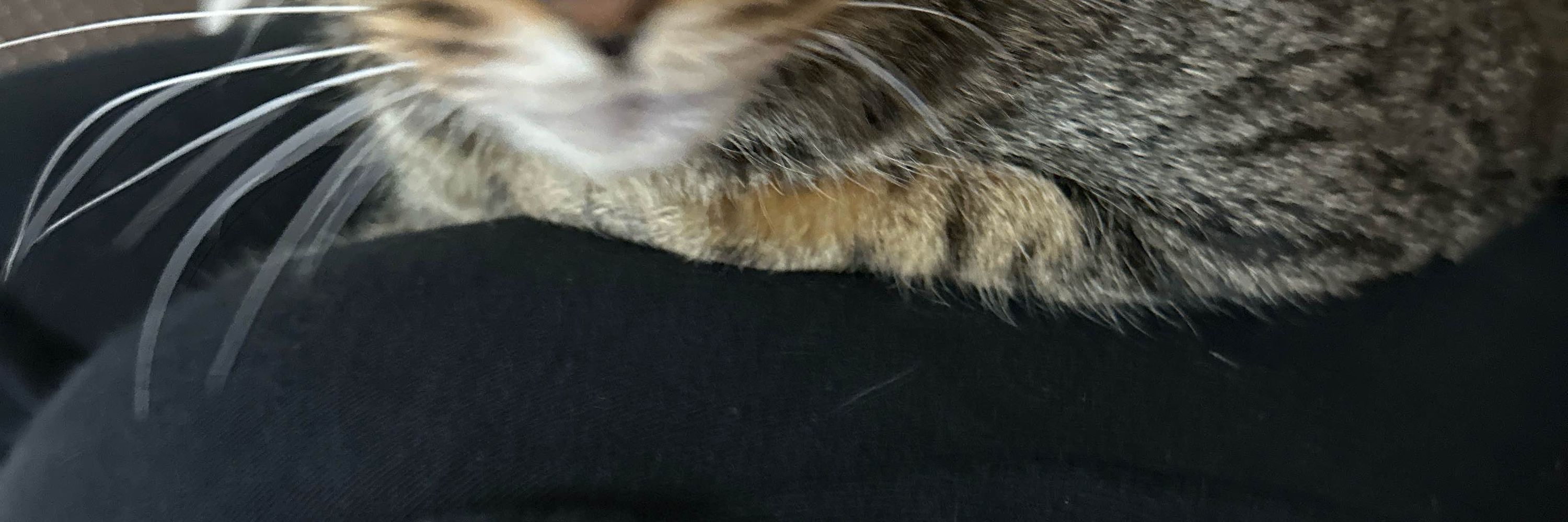 きっか