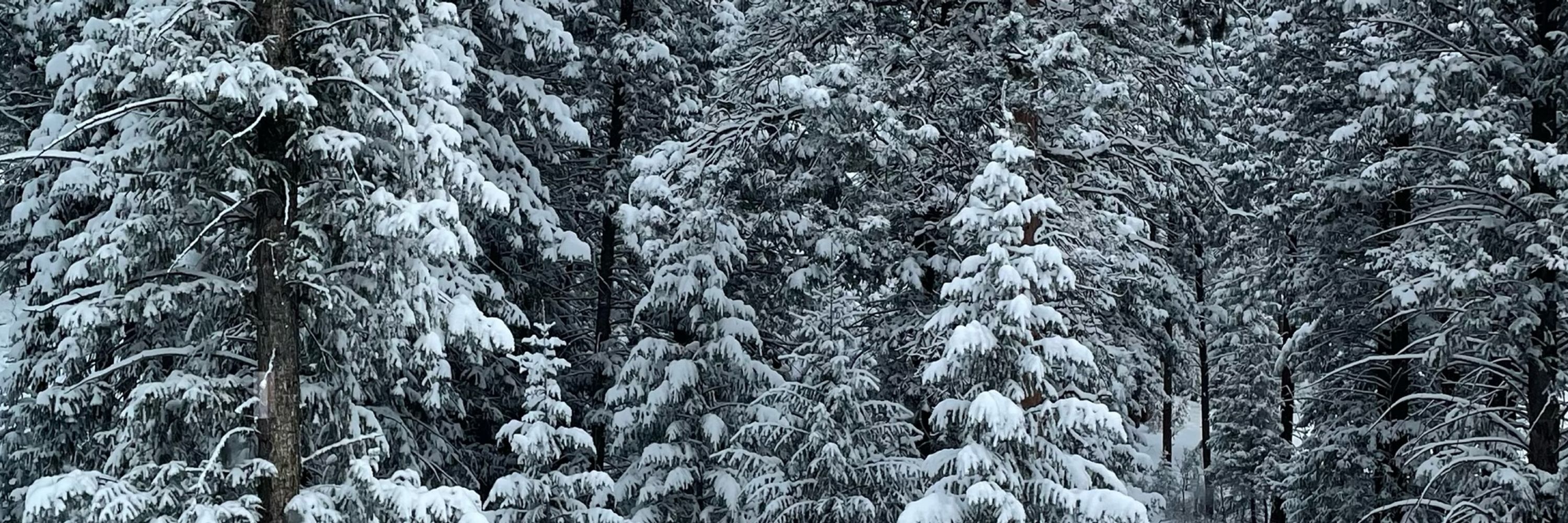 The Conifer Collective