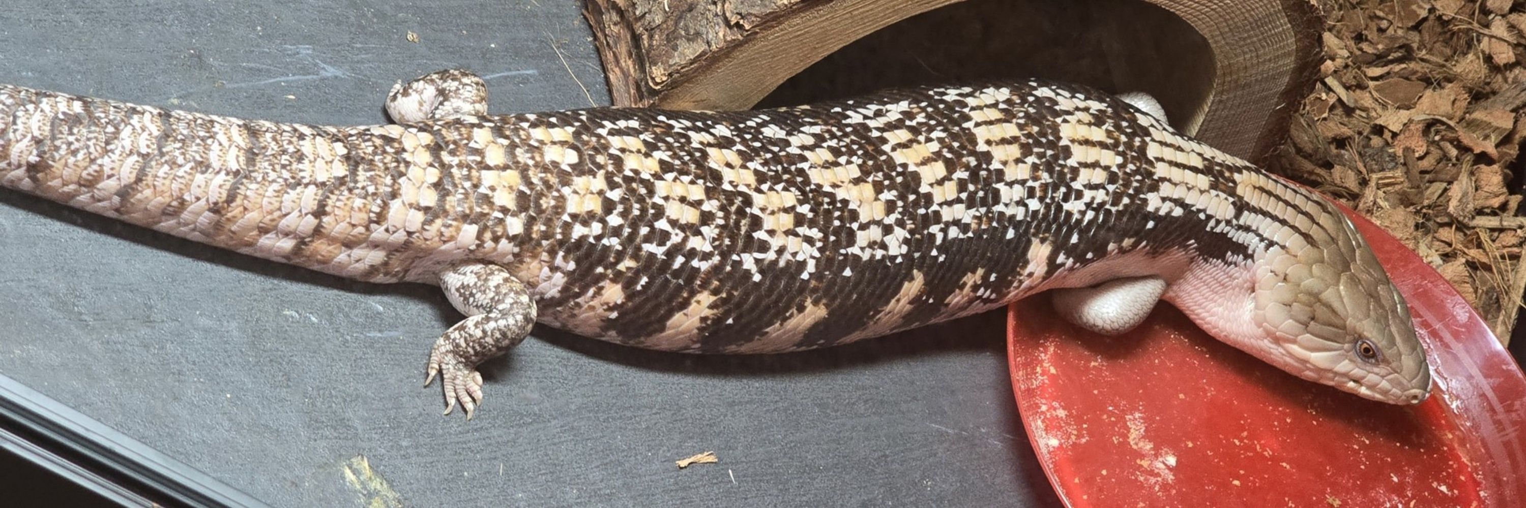 Lee