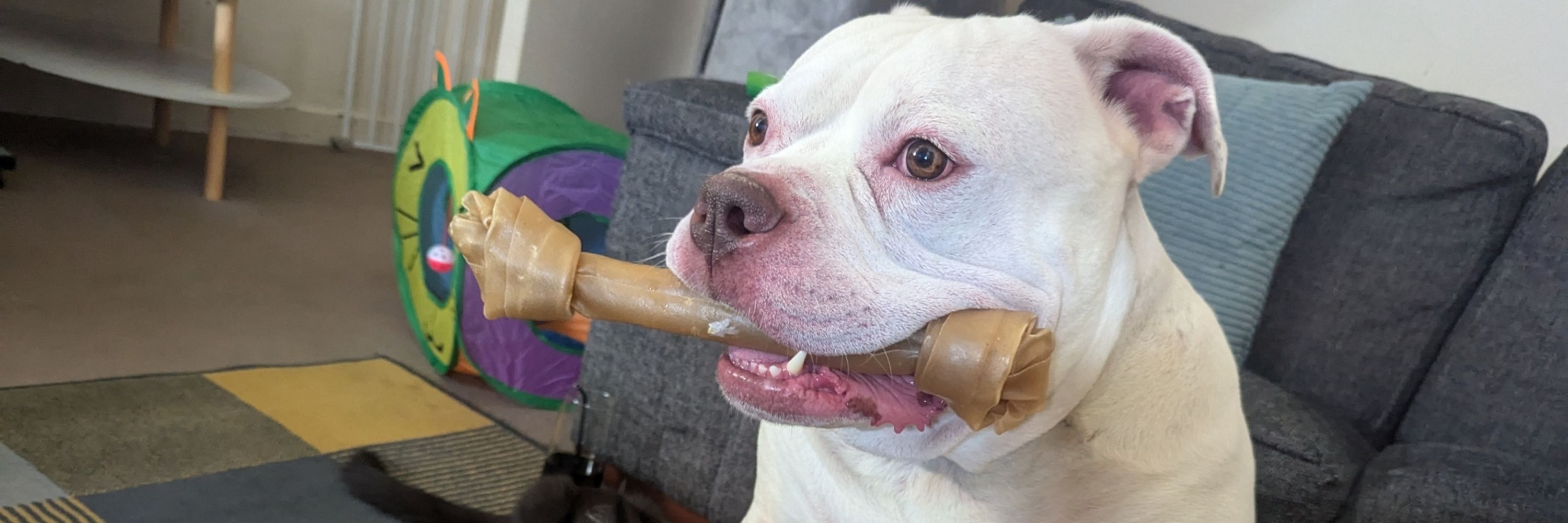 IvanMcBulldog 