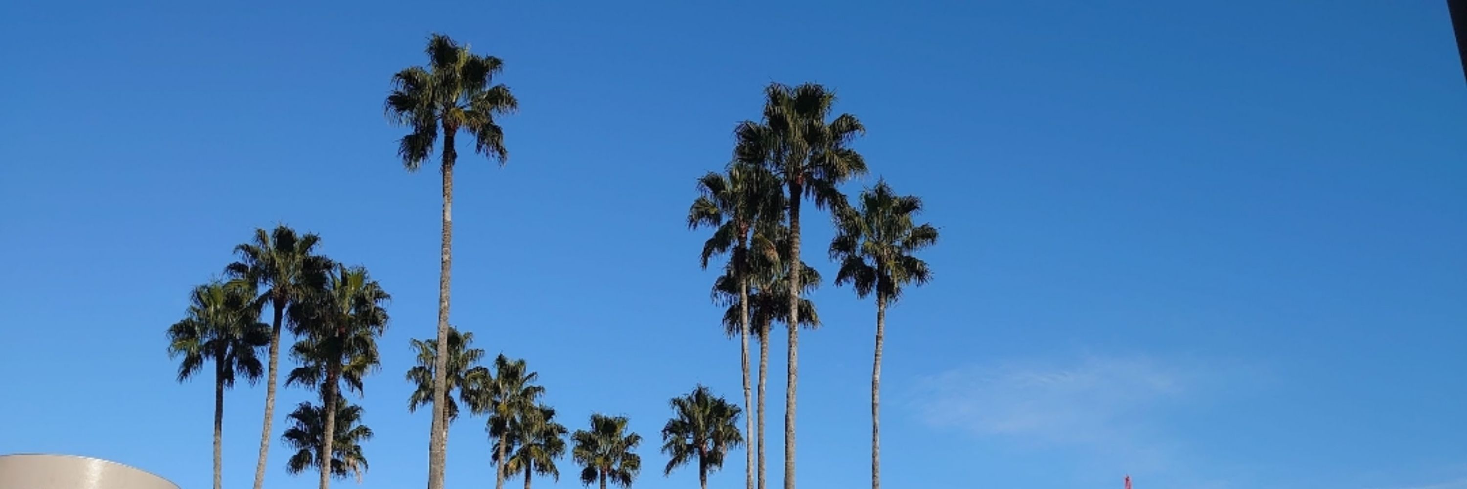 やしの木🌴