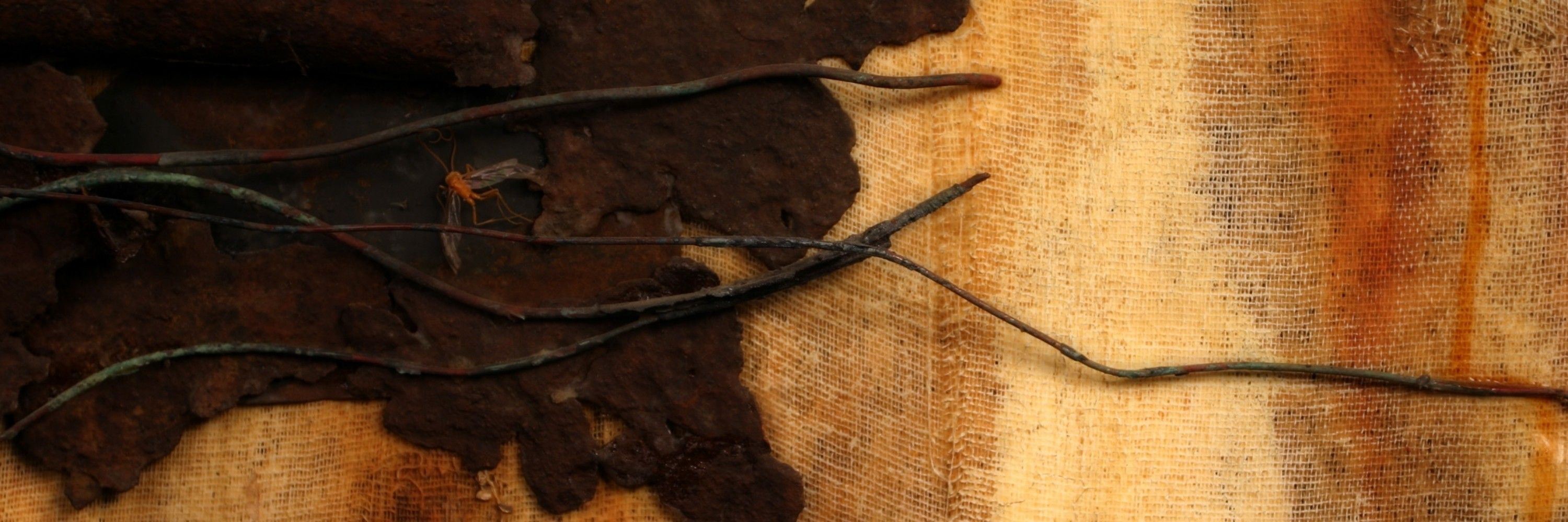 ANOKTHUS