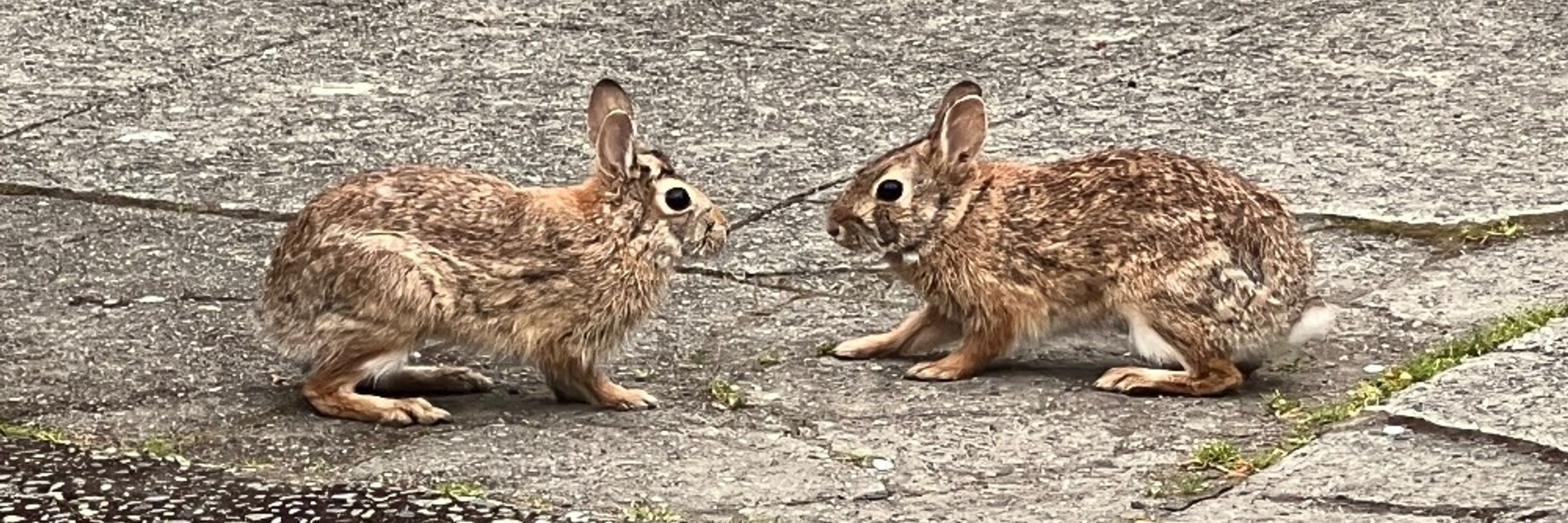 Steve Bushell 🐇