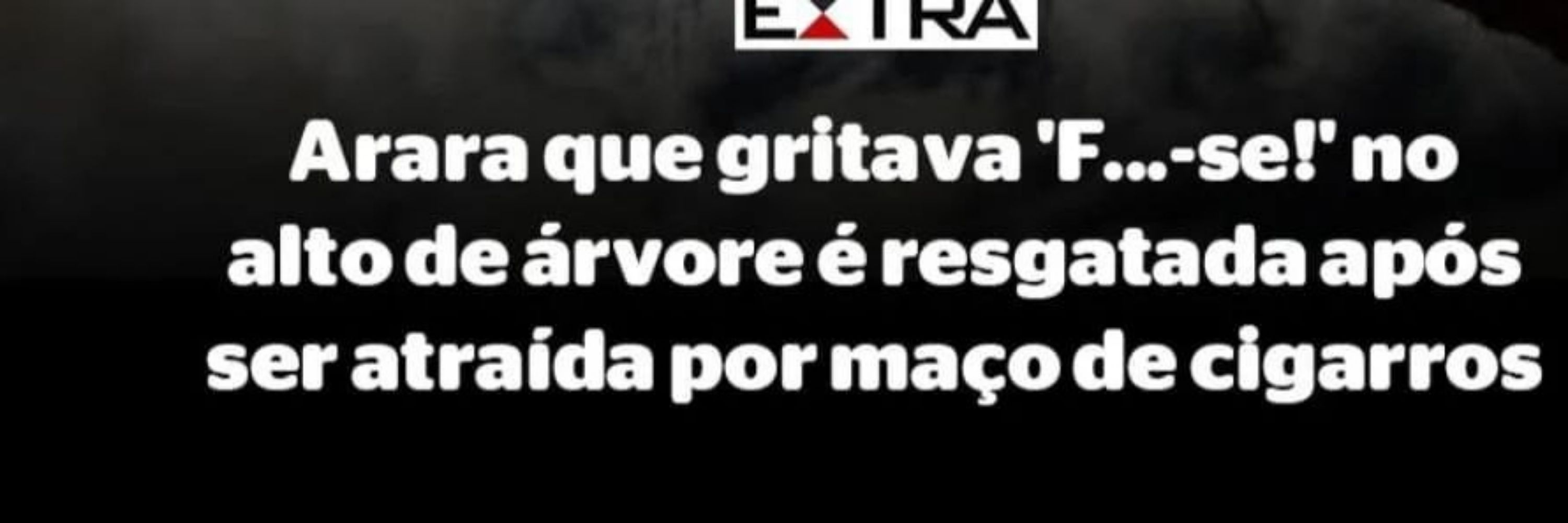 Orc que gritava Fda-se em cima da árvore