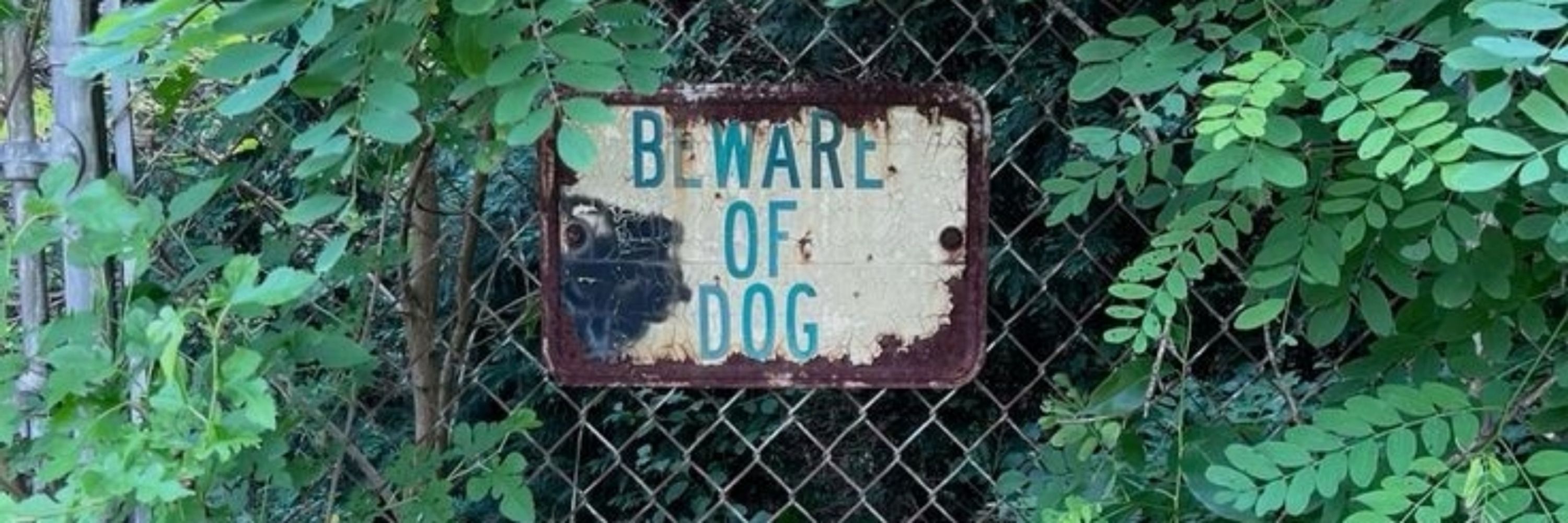dogthing🐾