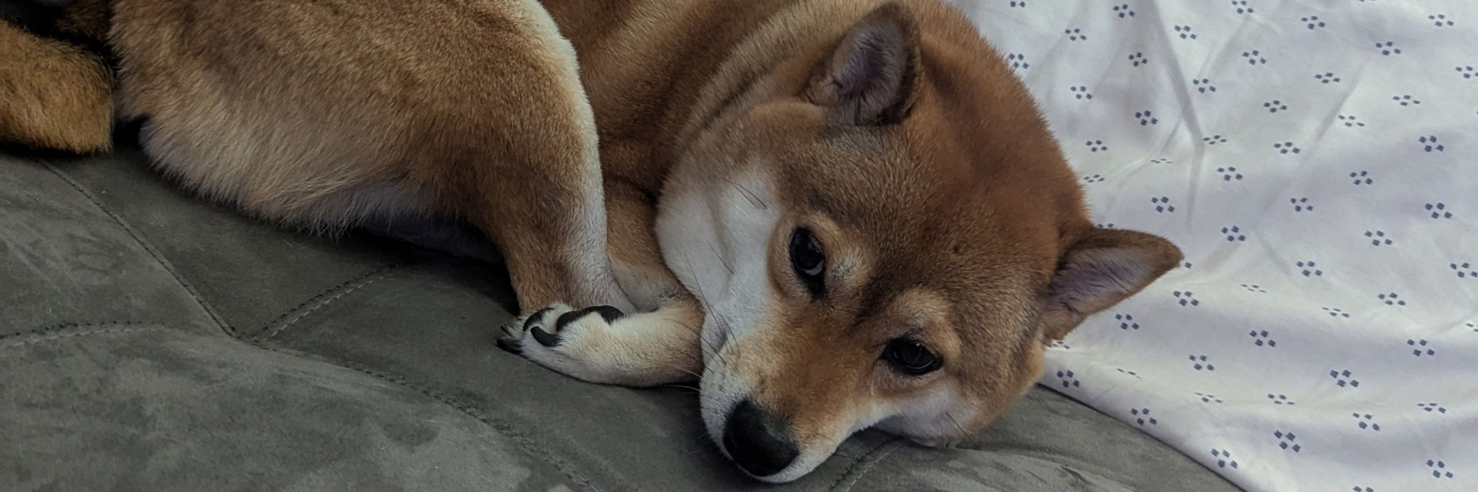 Cuddle from afar