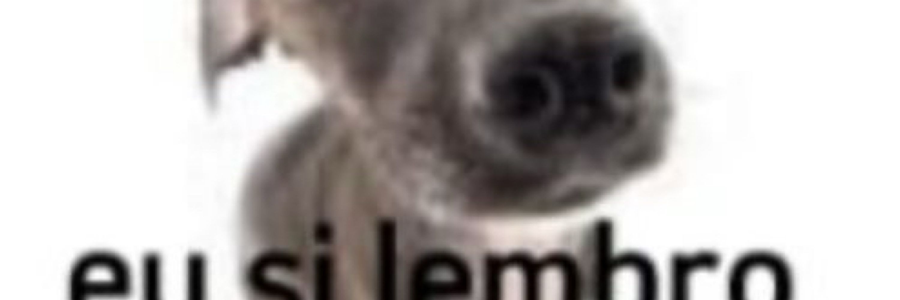 Só dou rt no que vejo