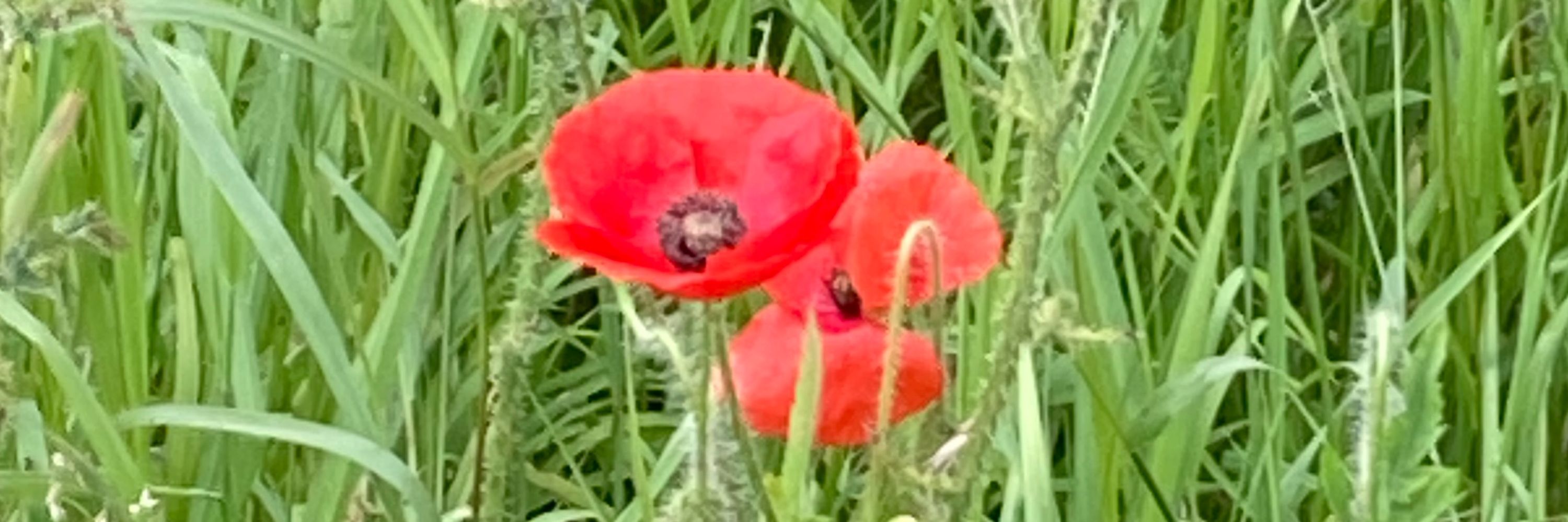Bearsden Academy Pals Battalion