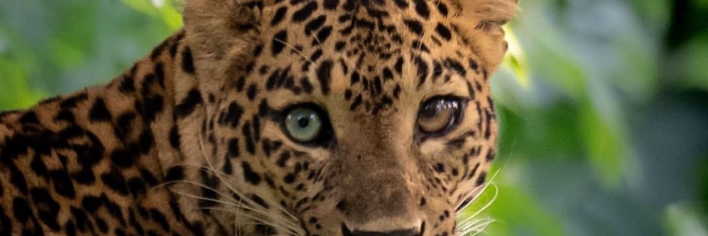 🐆