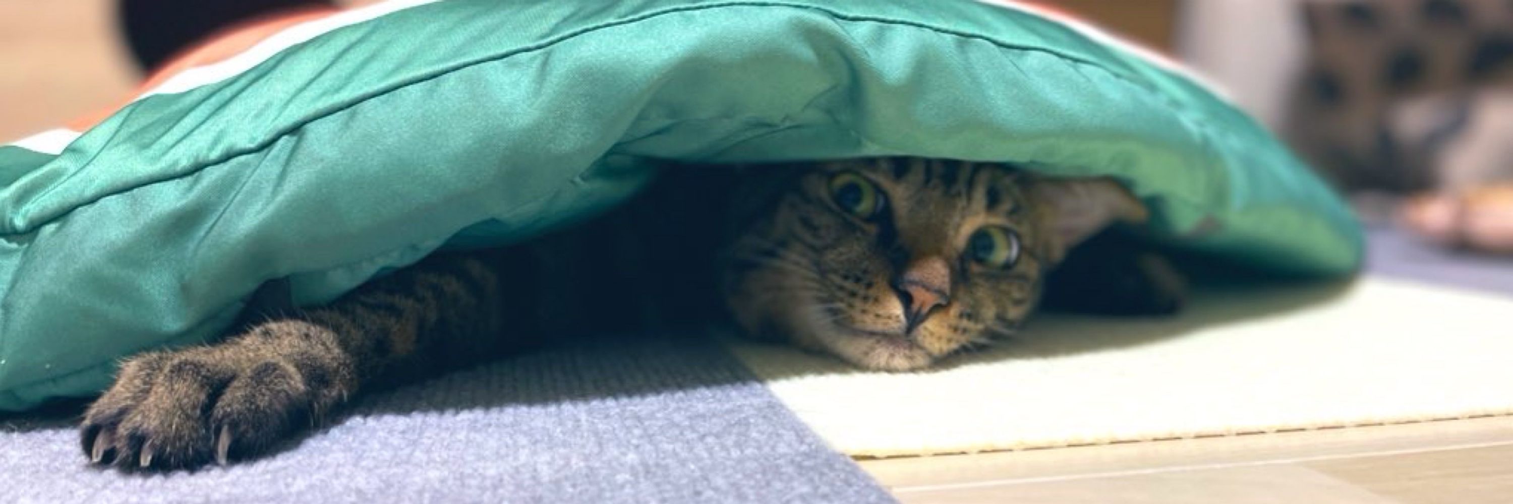 そらねこ。