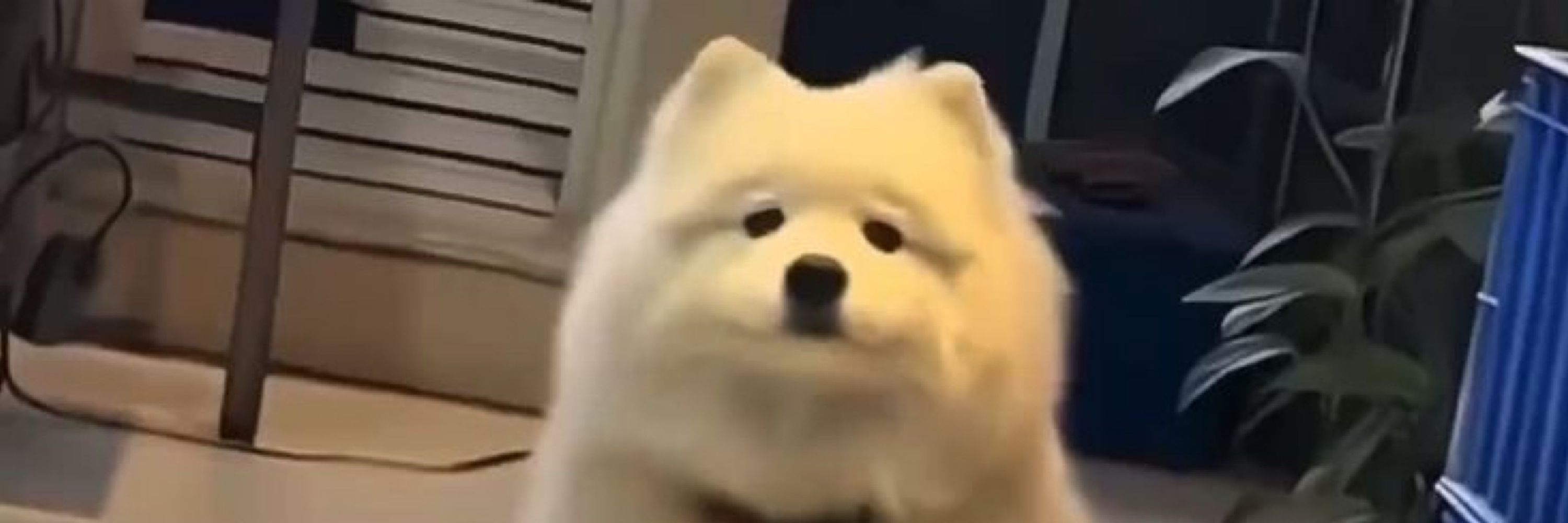 🌈✨.smiley samoyed.☁️🍃