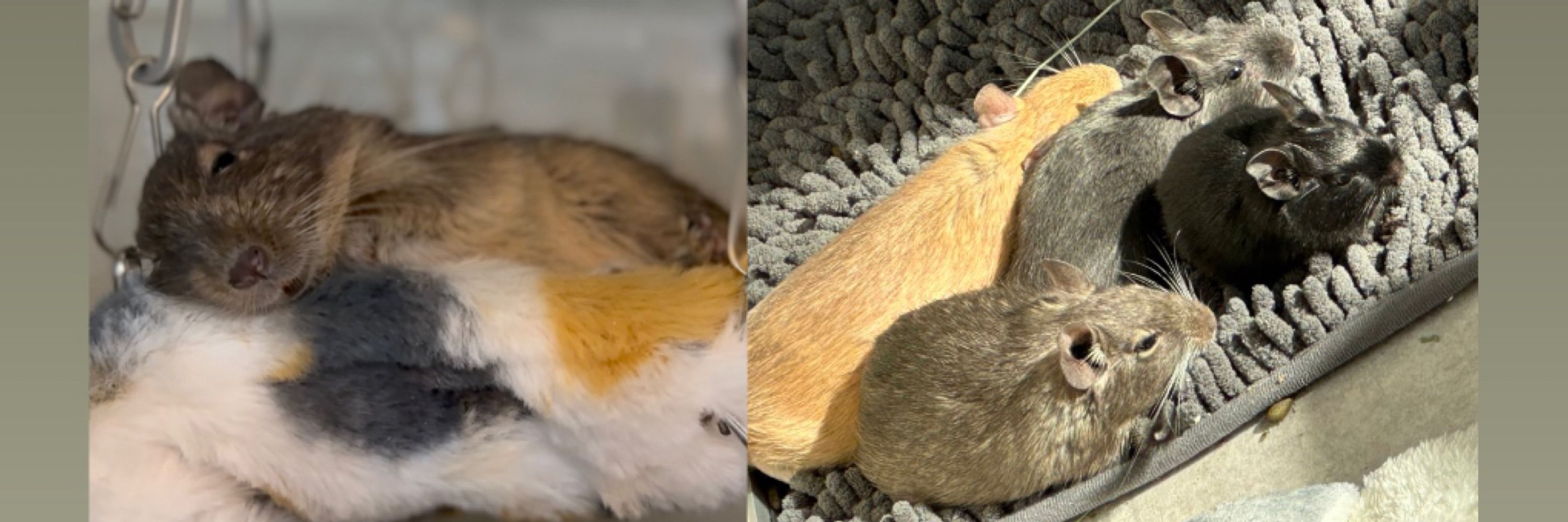 こちゃん🐭6デグー