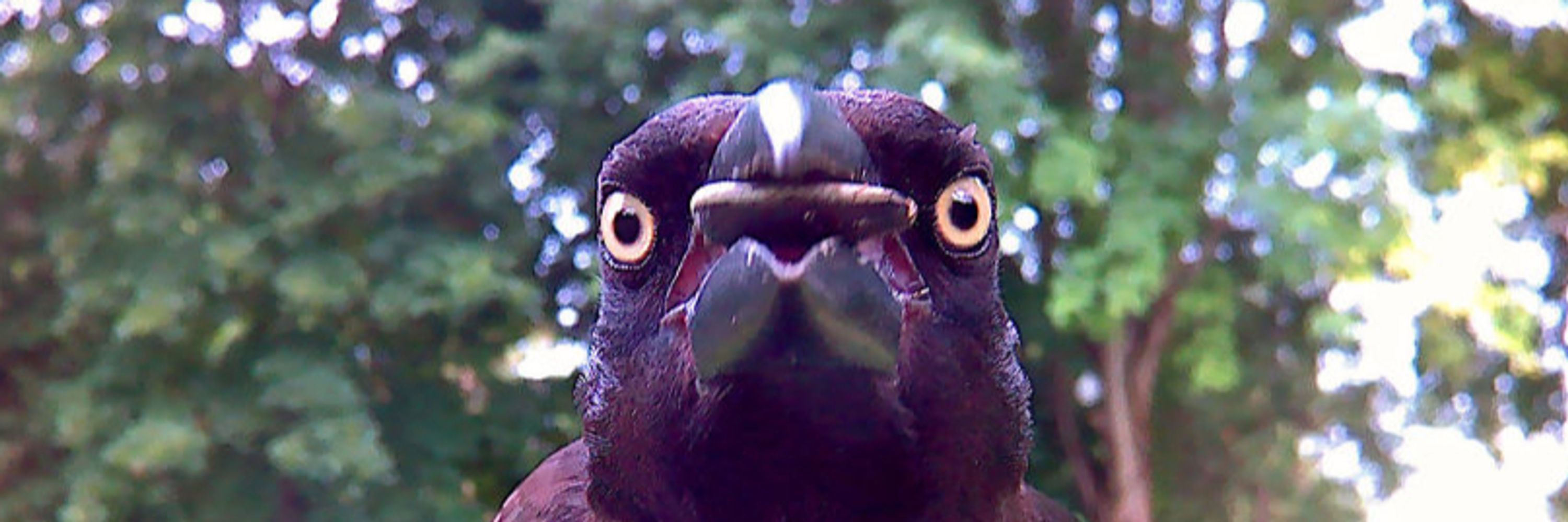 birds facing camera