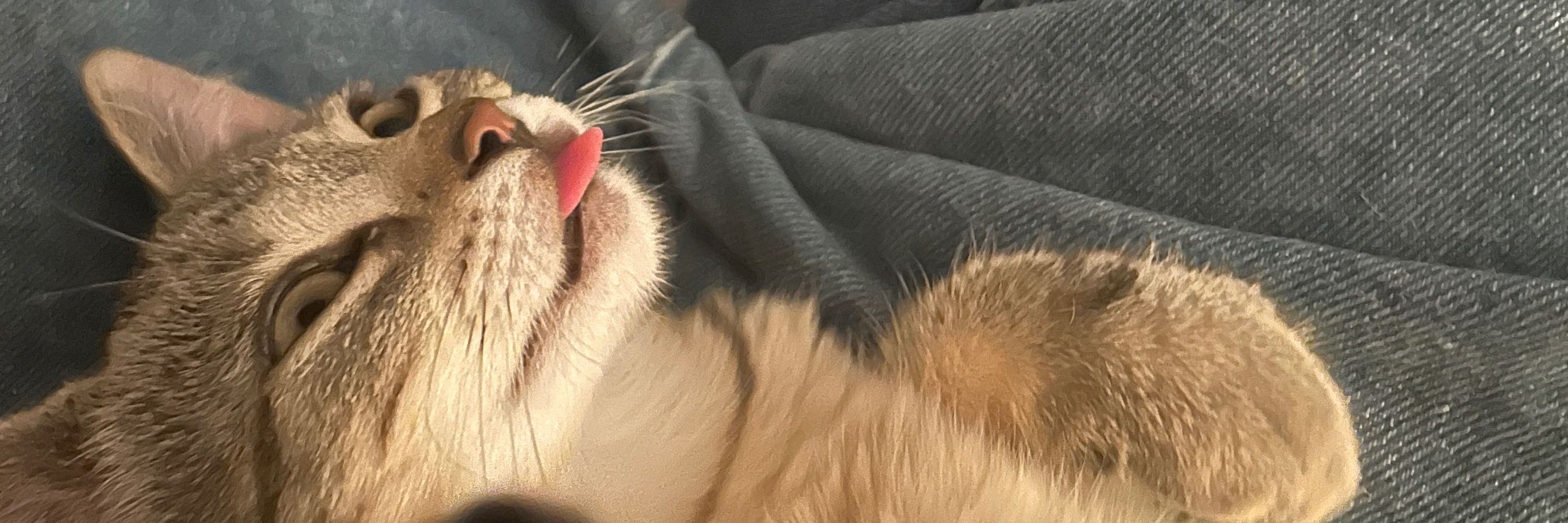 Possum