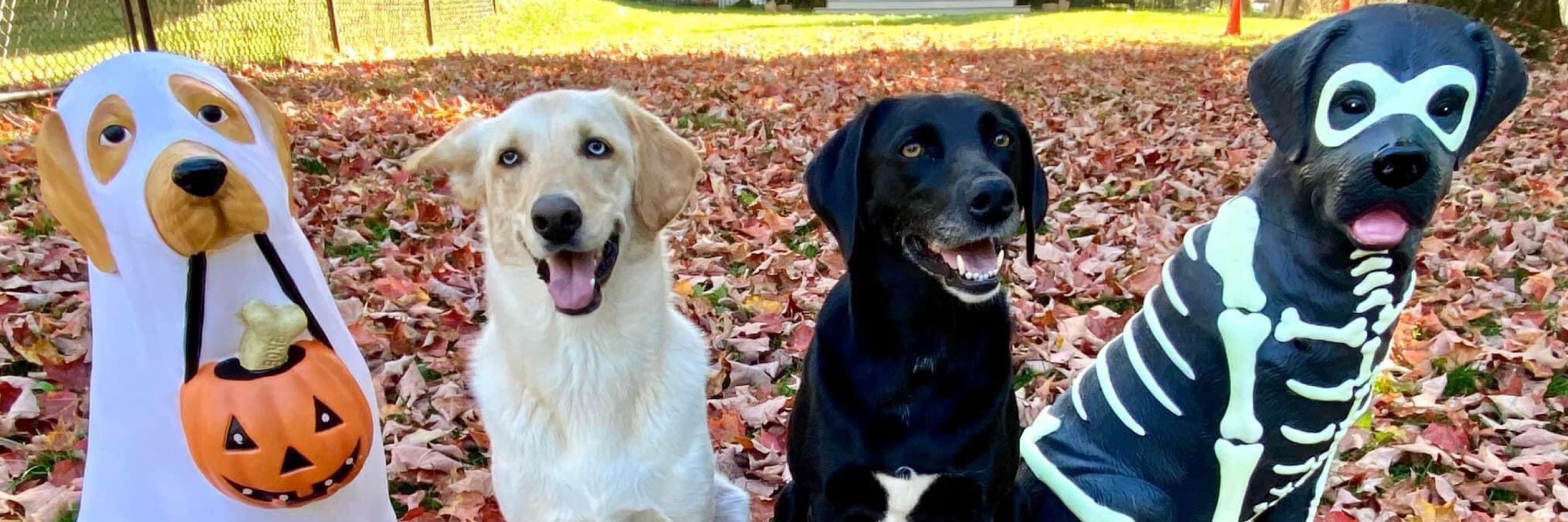 In Dogs I Trust