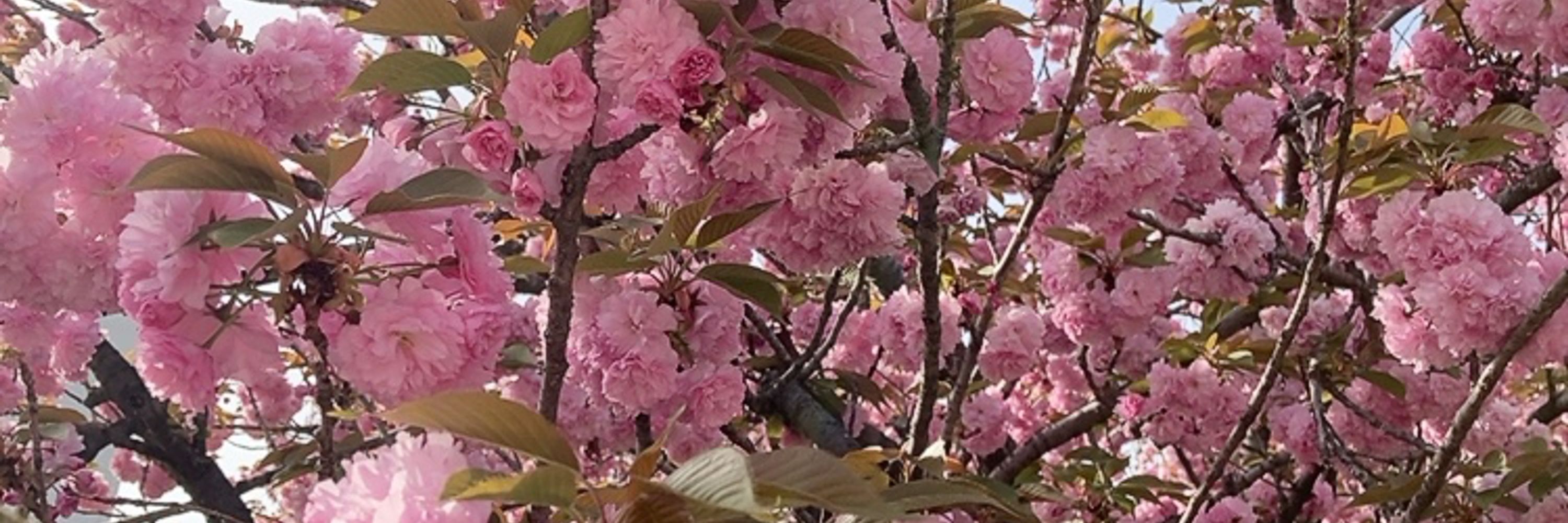 藍色のくま
