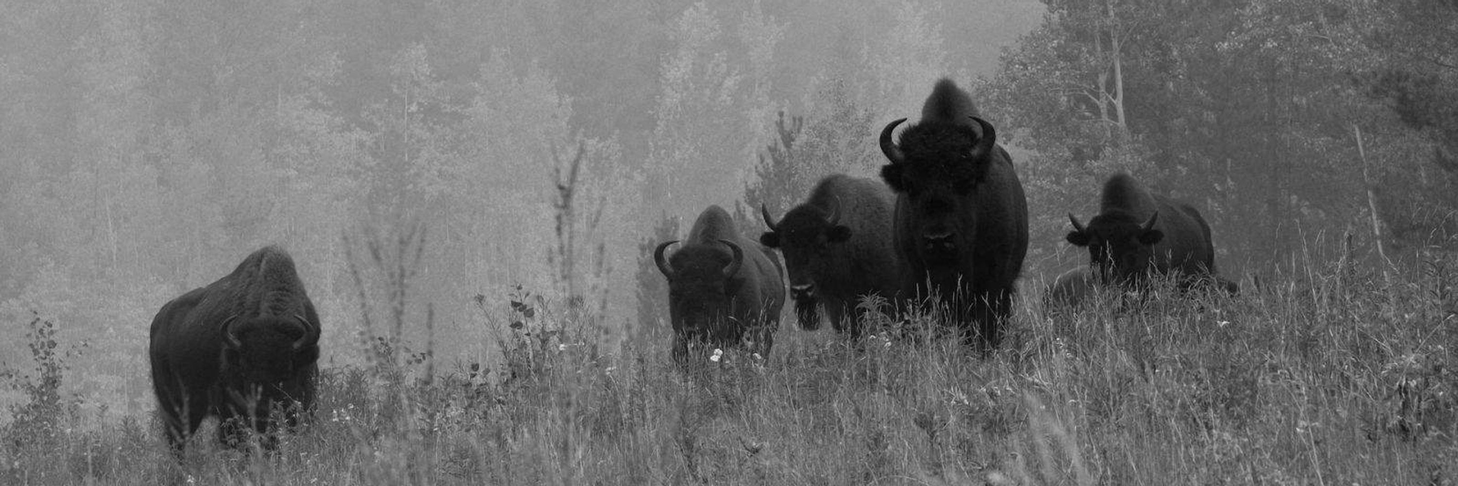 Rewilding Academy