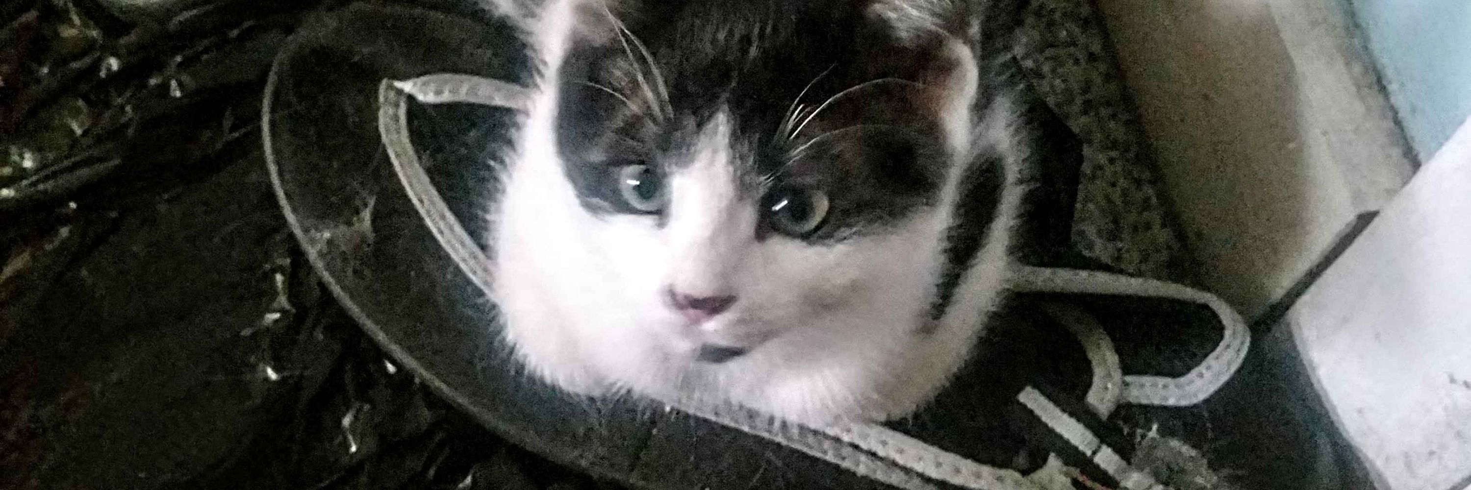 Ziggy 