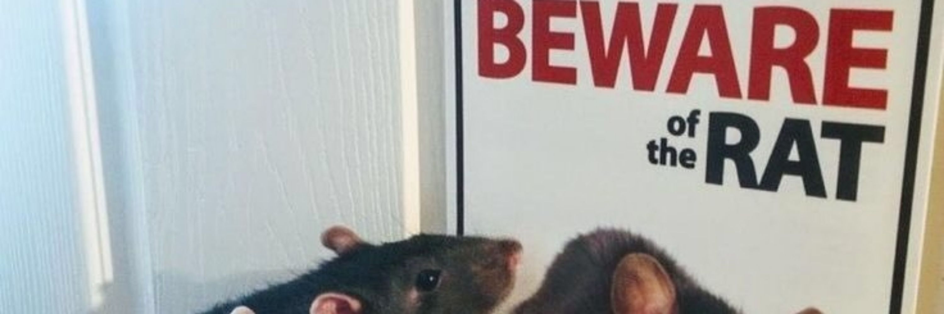 Spunky