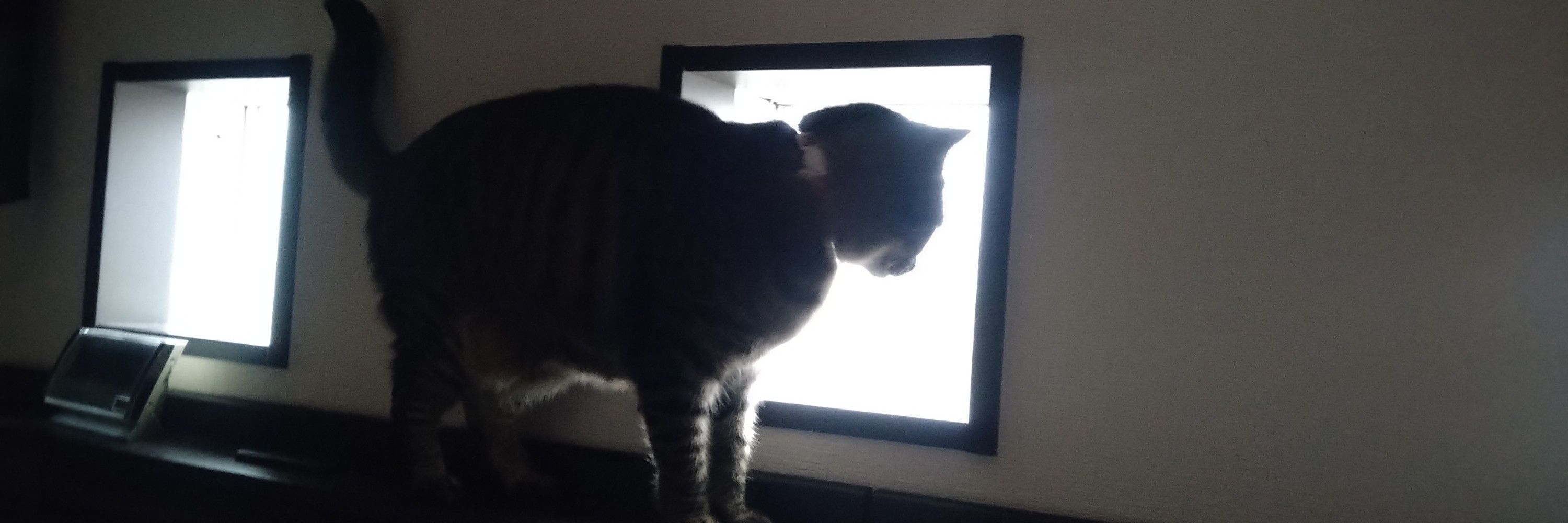 ちょこねこ