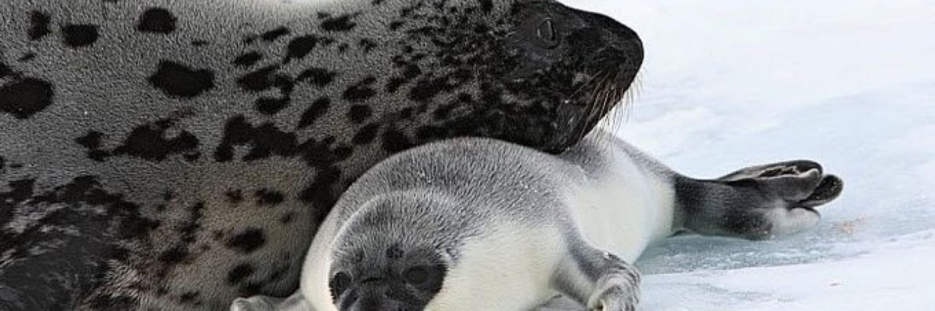 Often enough seals