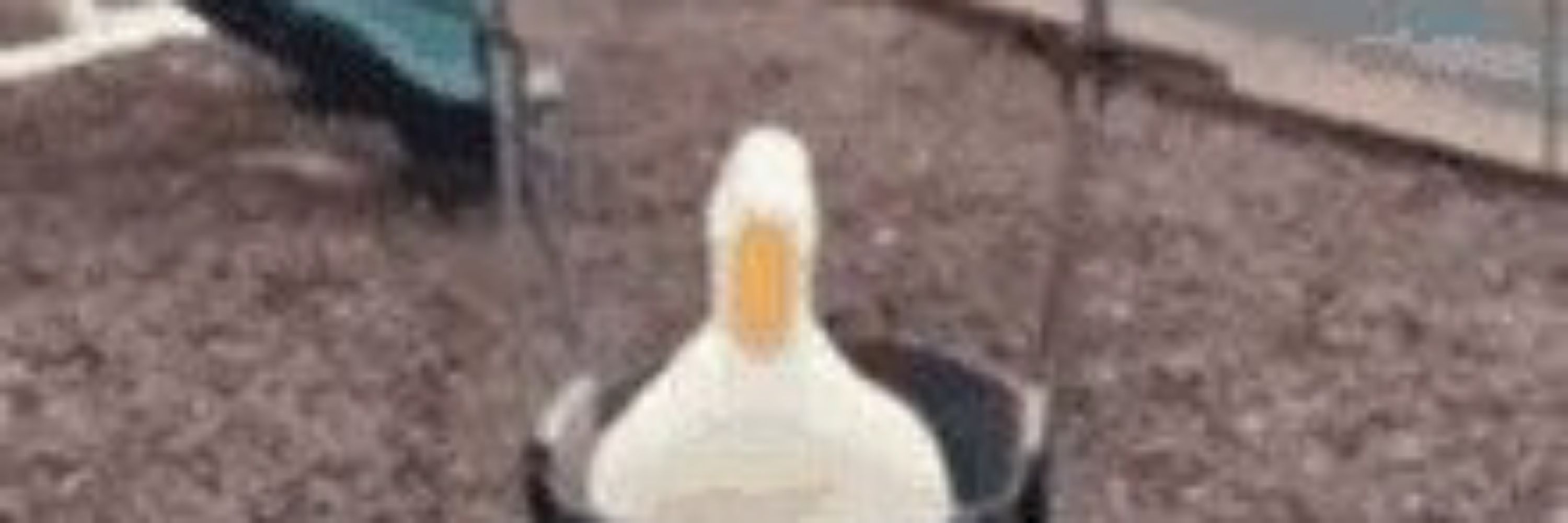 Pruhh 🐤 COMISSÕES ABERTAS
