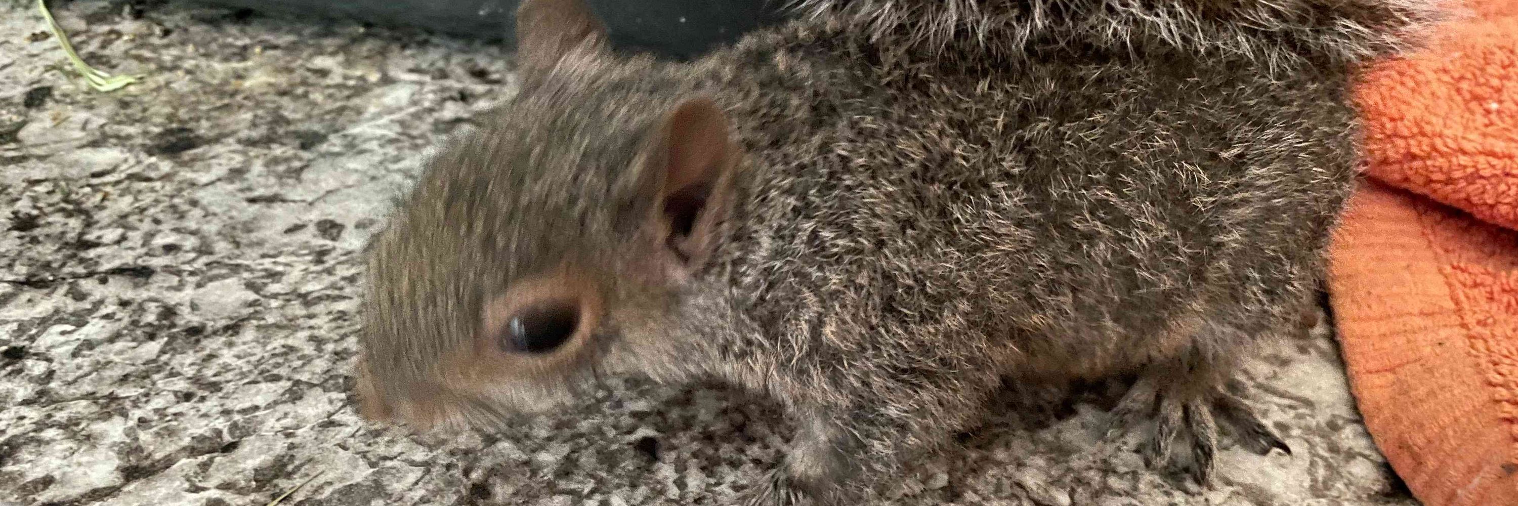 🦝🦊Wildlife Momma🐿️🐇