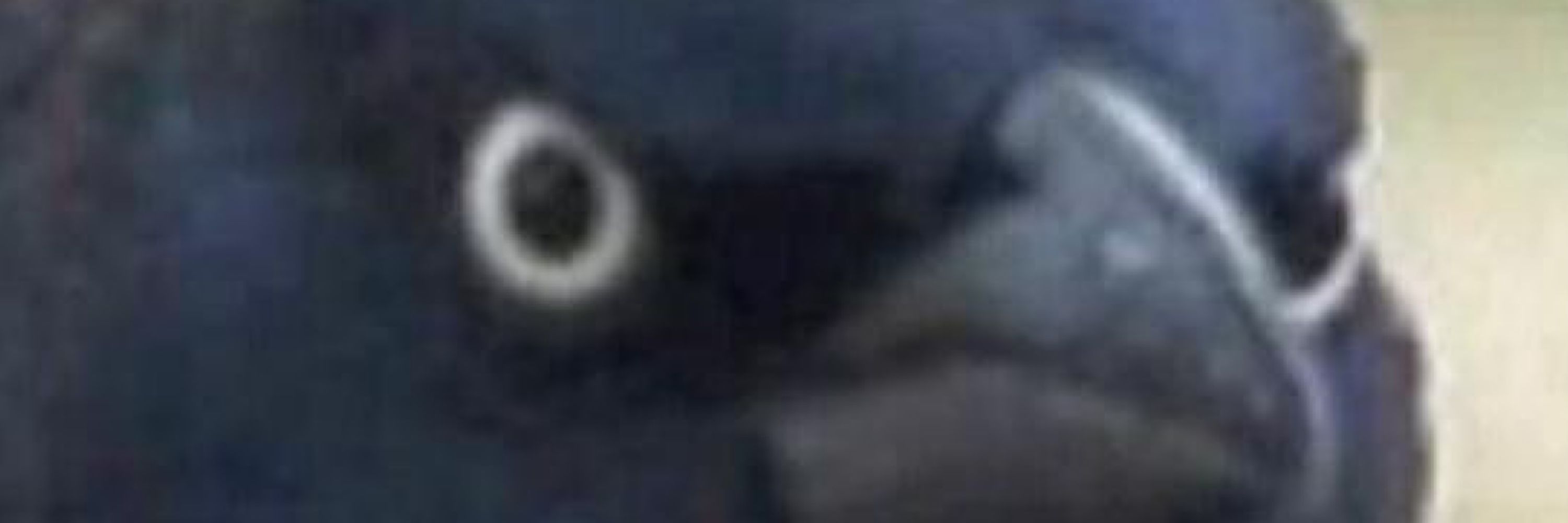 guy what have