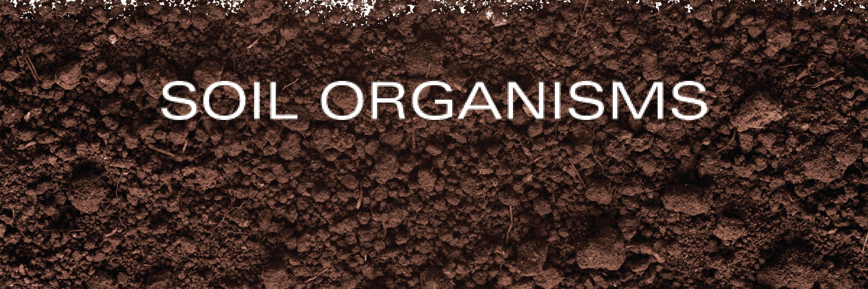Soil Organisms Journal