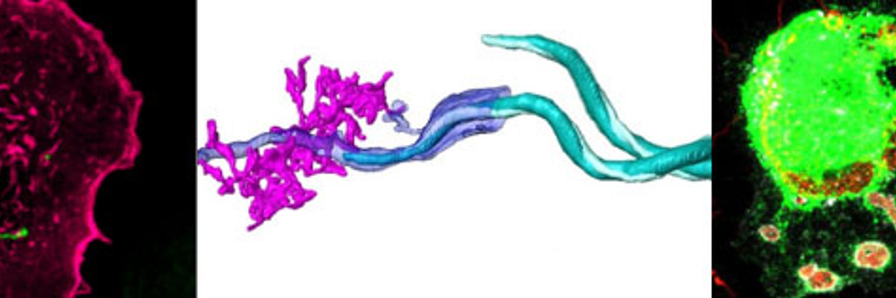 RTG2771 Humans and Microbes