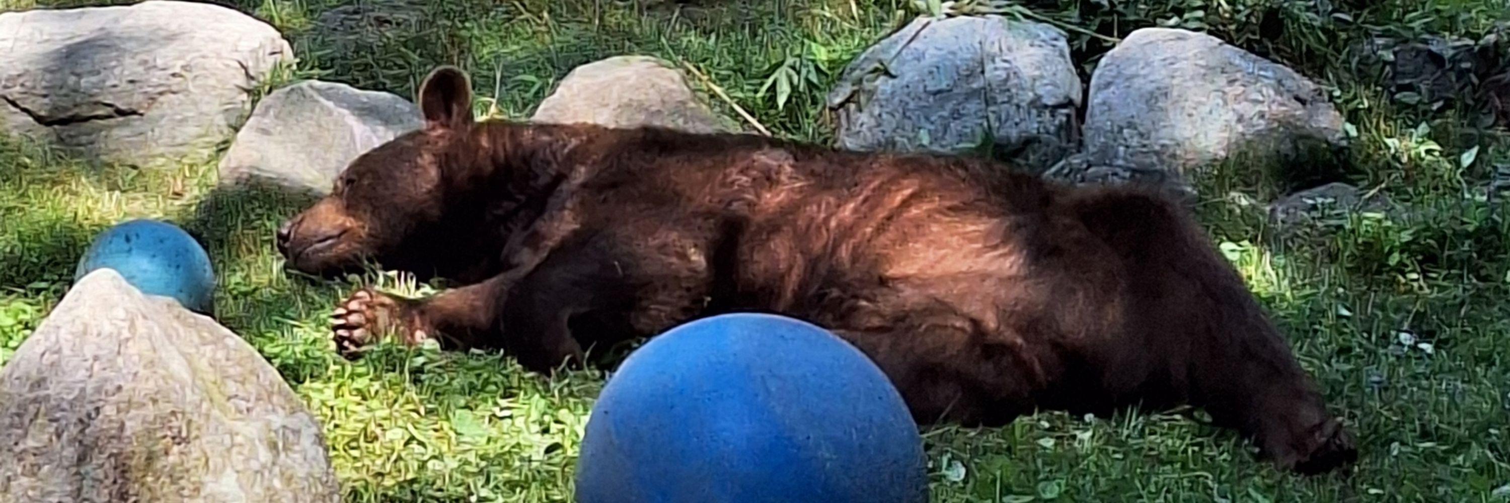 Full Bear Mode