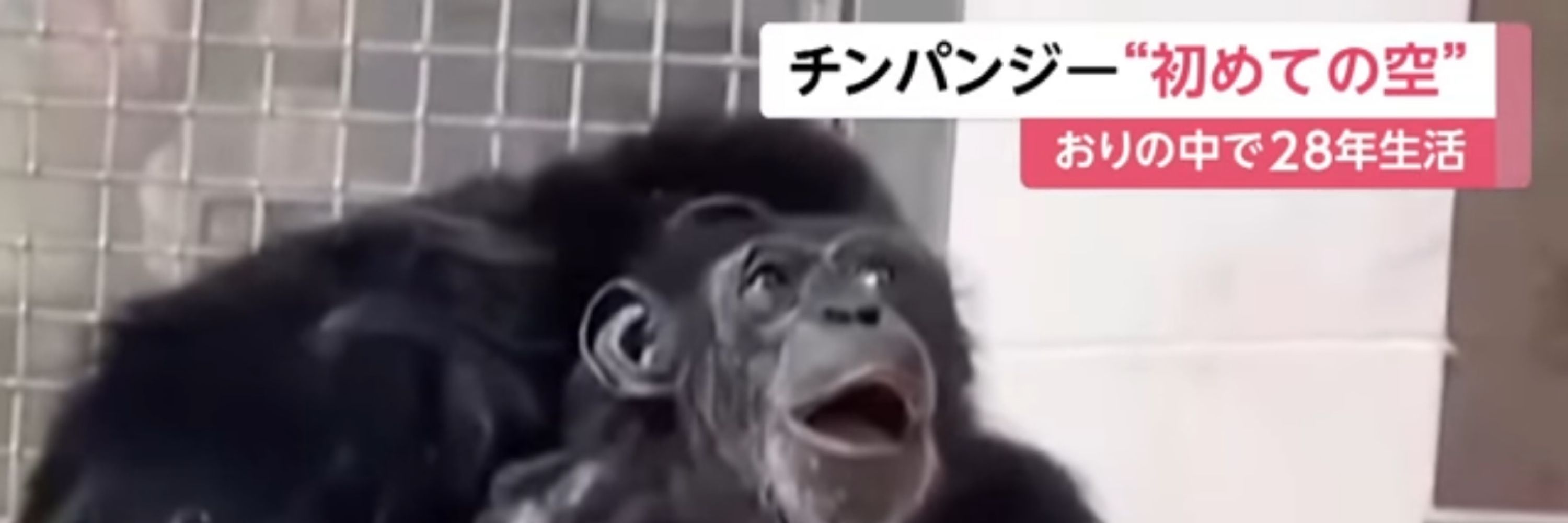 運搬ジー