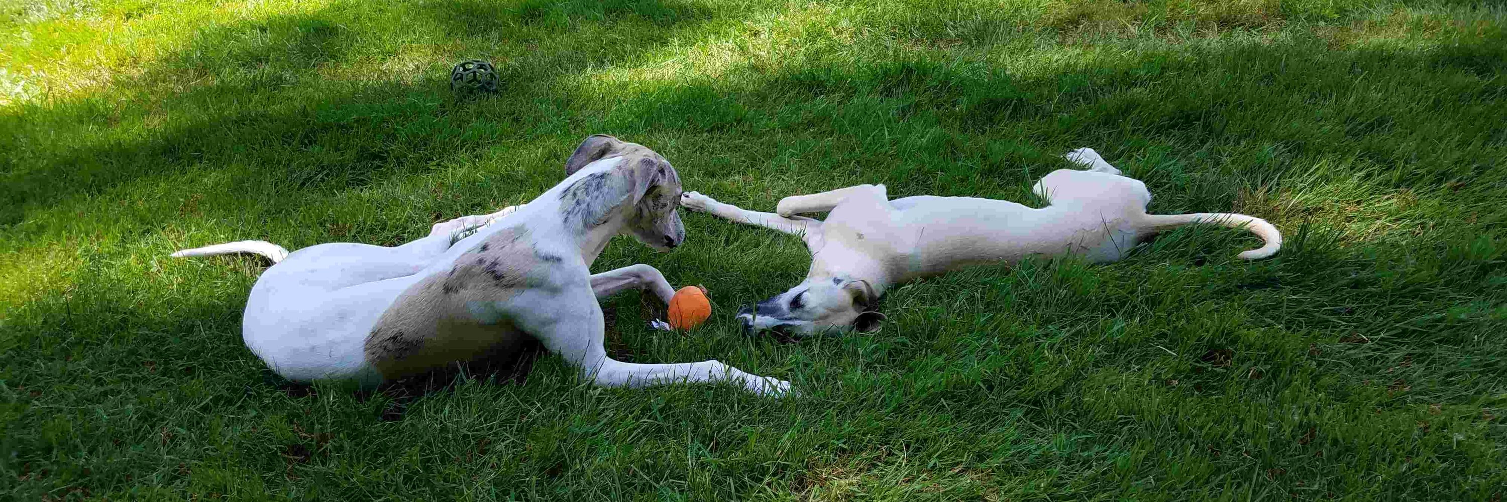 Whippet Staff