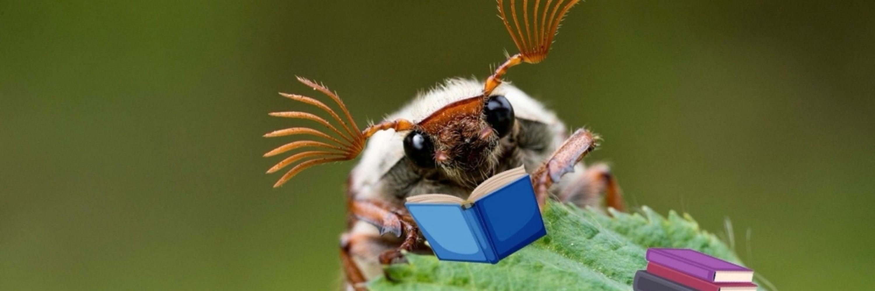 the bug read
