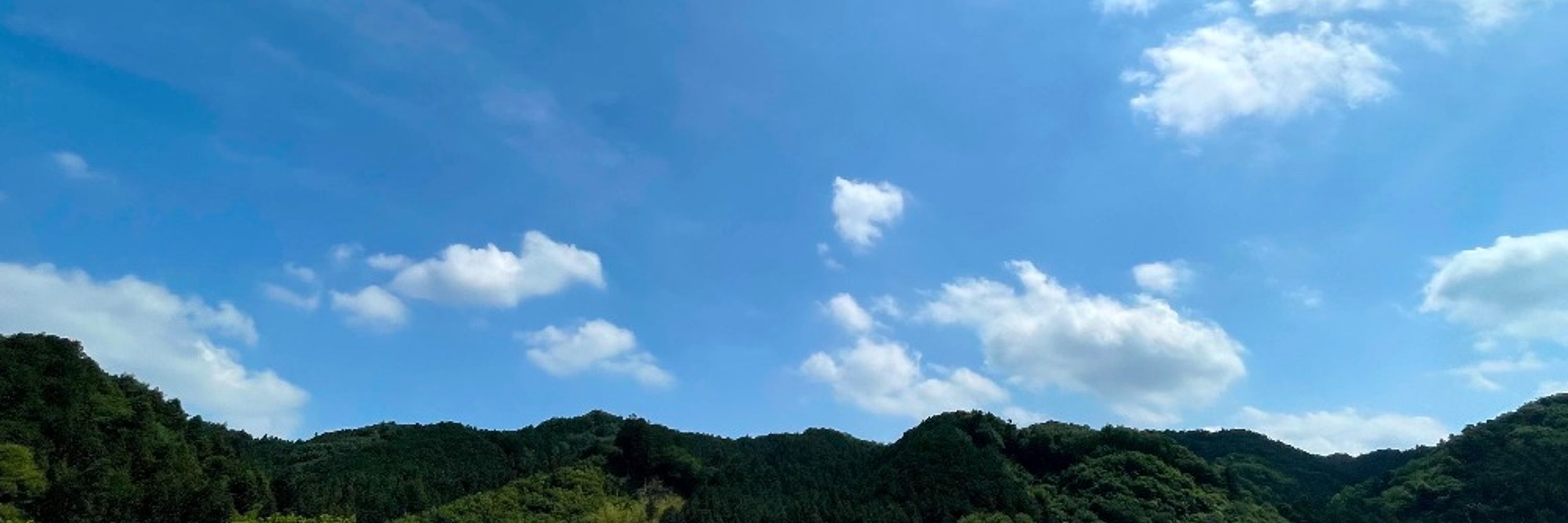 nekoya