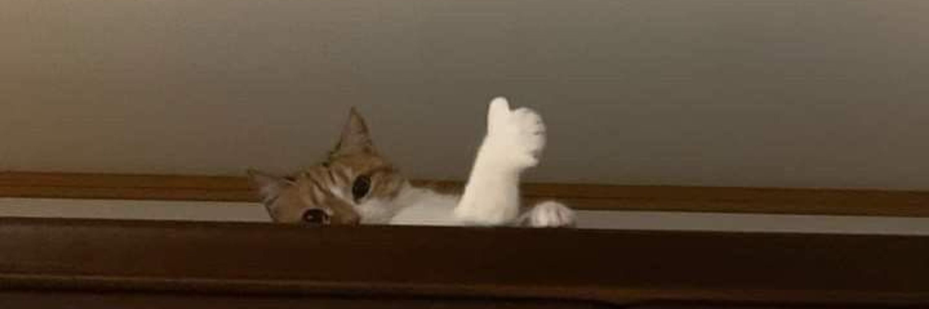 Cats of Bluesky