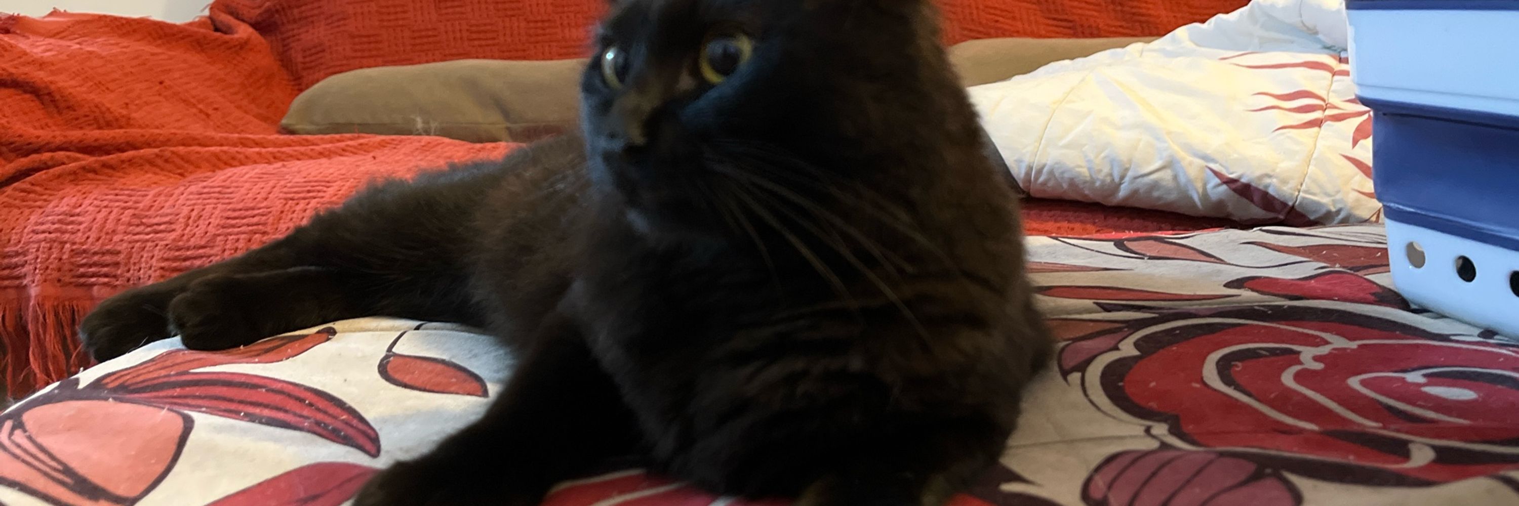 felipe