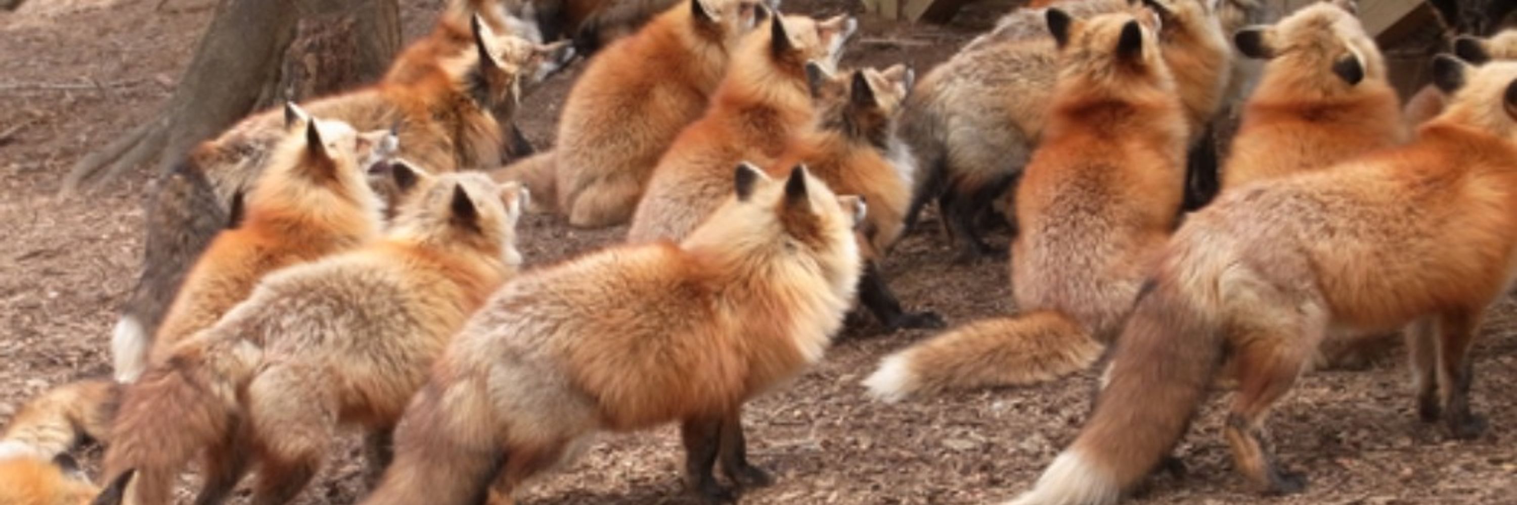 きなふぁ