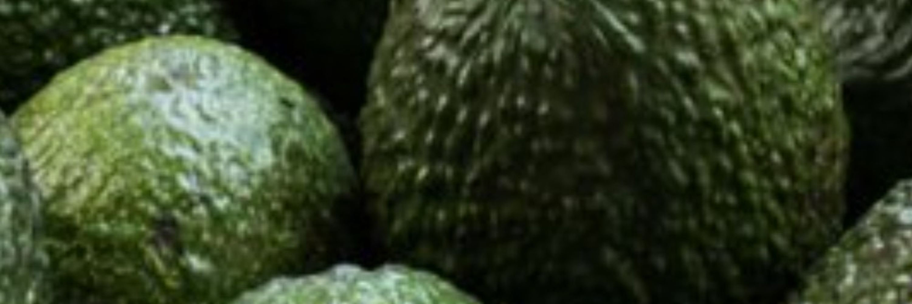 Avoqua du Diab