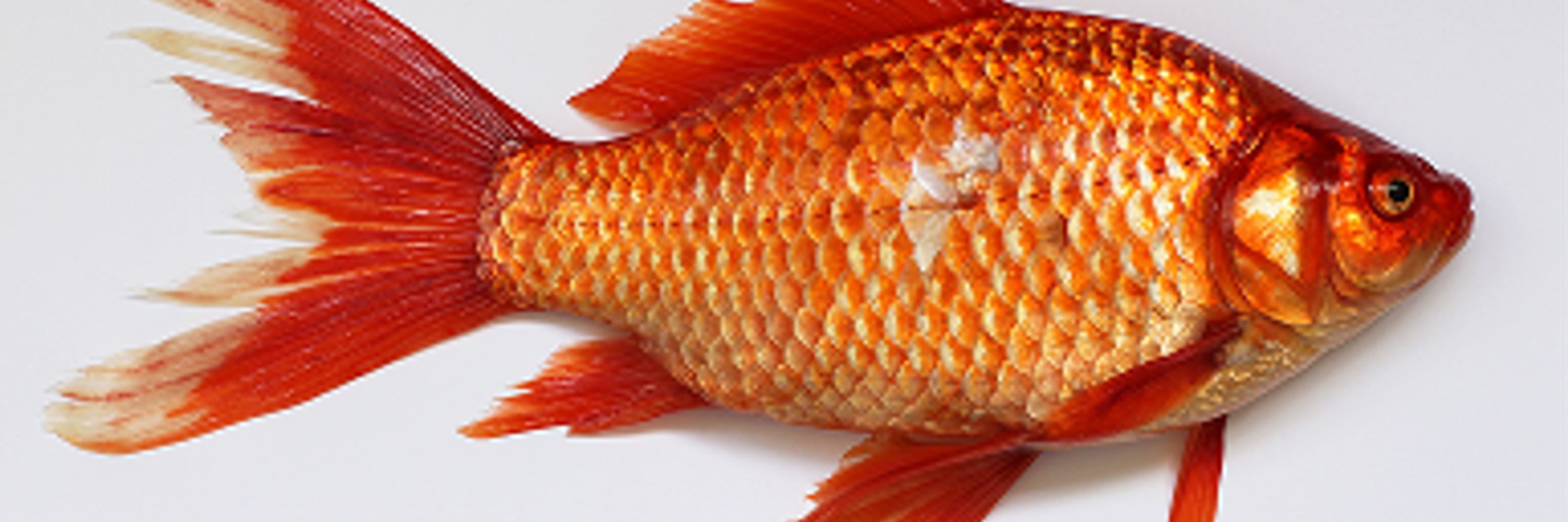 fishweb