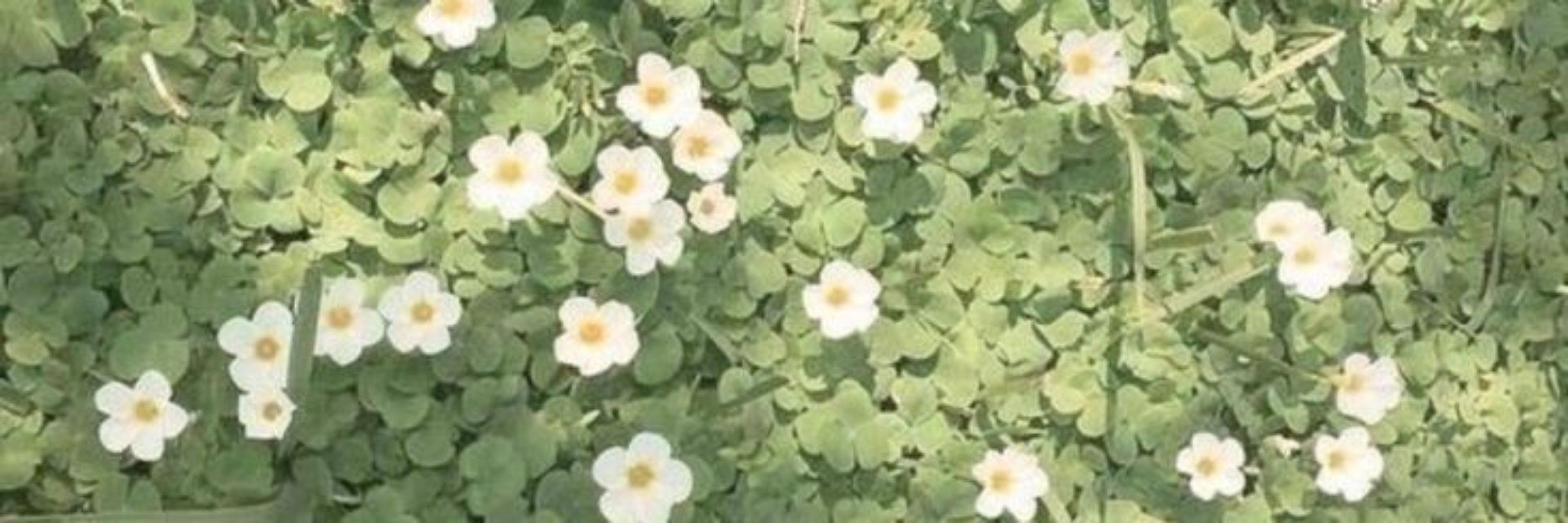 pat 🌼