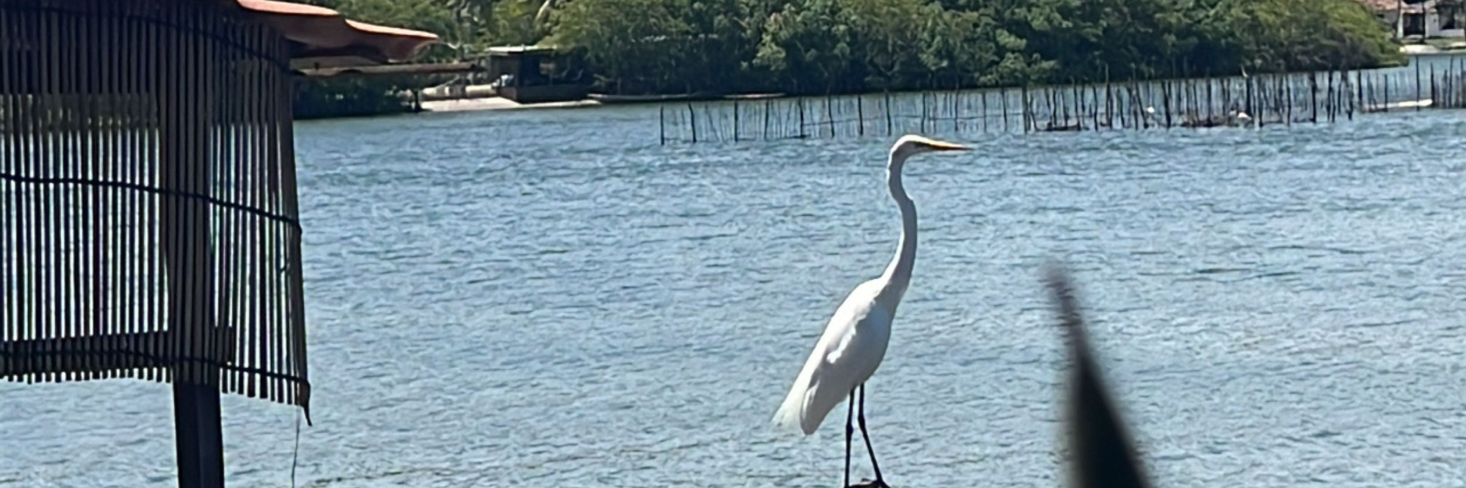 Branca Retinta