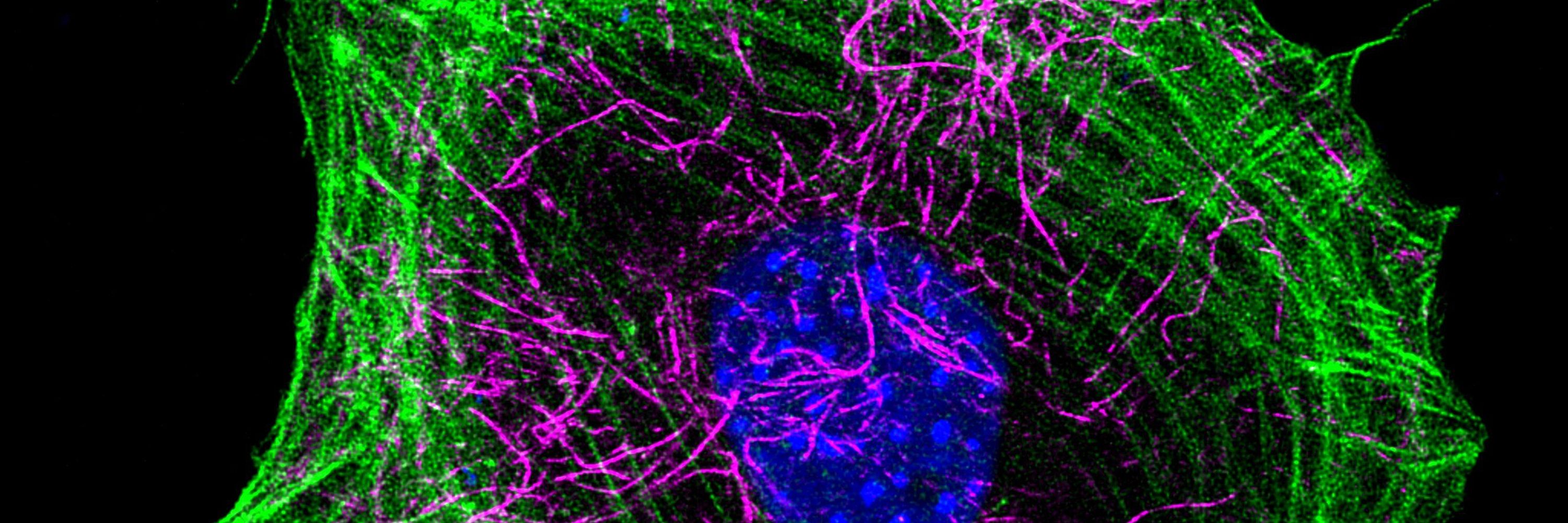 Journal of Cell Science