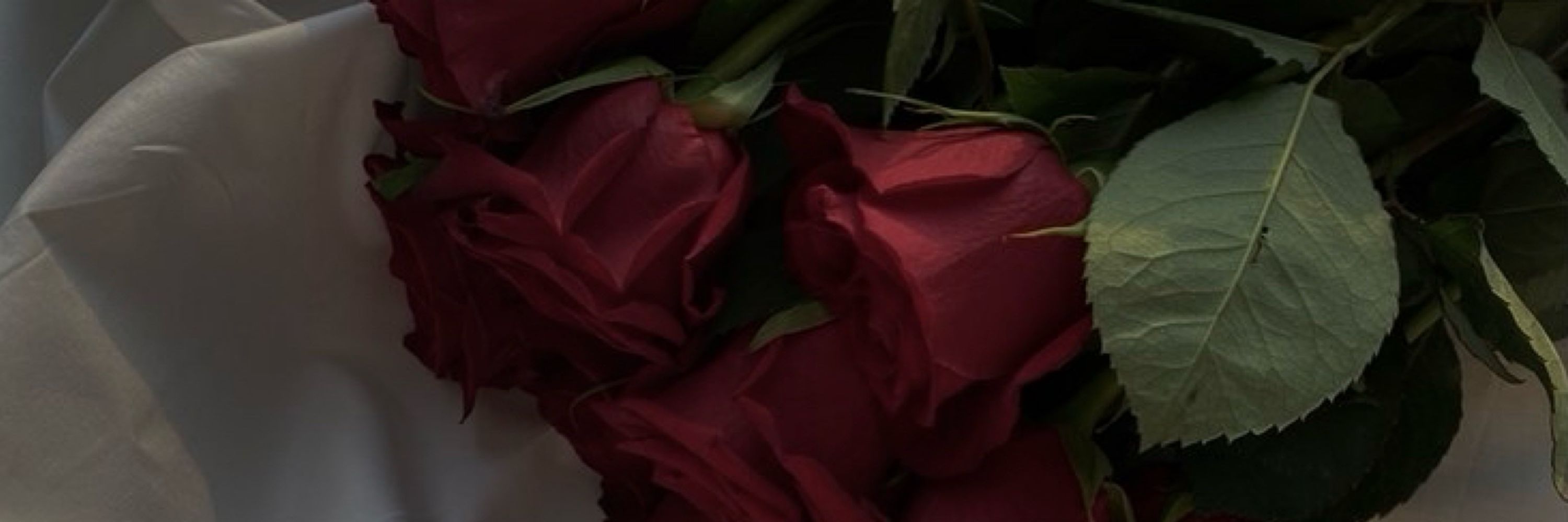 AnaTheHumdinger 🌹